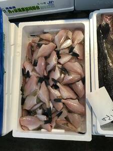 （魚）カワハギ10~15入り