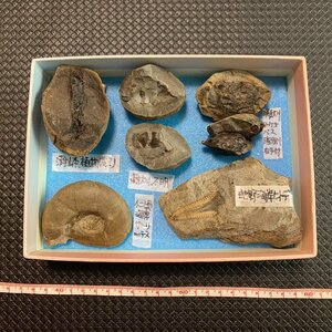 ◆日本の化石 淡路島 産出 化石 色々 白亜紀 マストリ◆