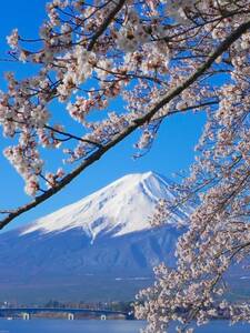 世界遺産 富士山20 写真 A4又は2L版 額付き