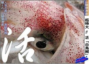 超高級鮮魚「白烏賊（剣先）4kg」特大サイズ ASK福袋訳業務用