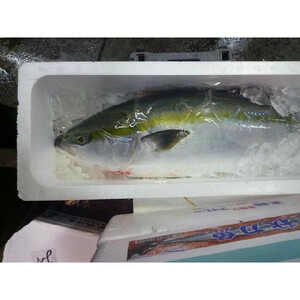 初ブリ新潟産 寒佐渡ブリ 1尾 約5kg 一本物