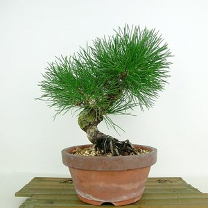 盆栽 松 黒松 樹高 約23cm くろまつ Pinus thunbergii クロマツ マツ科 常緑針葉樹 観賞用 現品