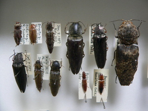 A1 コメツキムシ類11頭　北スマトラ島産　昆虫　甲虫