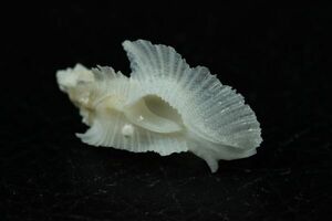 ヒレビロバショウ　31.2㎜ 　タカラガイ　貝標本　貝殻