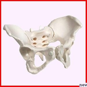 新品◆ KIYOMARU 女性 可動性 伸縮コード 仙腸関節 骨模型 人体模型 グイッと動かすことができる骨盤模型 38