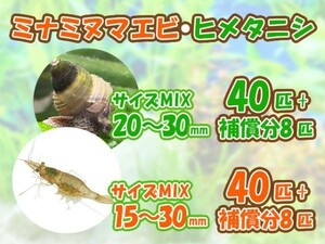 [送料無料] ミナミヌマエビ 40匹＋補償分8匹 ヒメタニシ 40匹＋補償分8匹 成体 観賞 飼育 コケ対策 残エサ処理 甲殻類[3177:gopwx2]