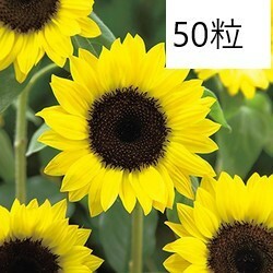 【花の種】5０粒　定番の黄色いひまわり　サンリッチレモン　イエローヒマワリ ４種郵便にて発送