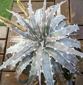 【Dyckia】ディッキア 