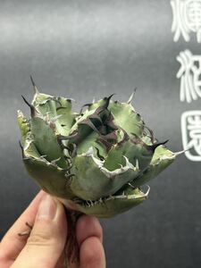 【輝泊園】多肉植物　アガベ チタノタ　黒鯨 強棘 超良型株　特選 MAXAGAVE 珍しい　超大株　親株　5