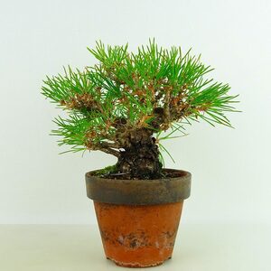 盆栽 松 黒松 樹高 約14cm くろまつ Pinus thunbergii クロマツ マツ科 常緑針葉樹 観賞用 小品 現品