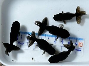 ◎黒らんちゅう・二歳魚・約4.5～5㎝・5匹◎