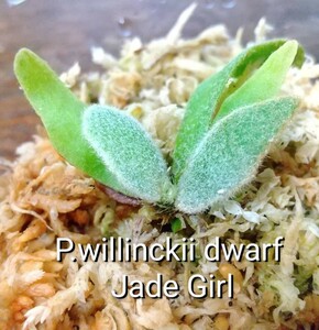 P.willinckii dwarf Jade Girl ウィリンキー ドワーフ ジェイドガール ビカクシダ 胞子培養由来 胞子