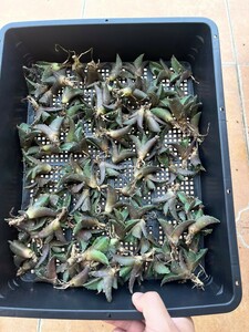 No:362多肉植物アガベ チタノタ 凱撒 シーザー agave titanota caesar 中小株 100株