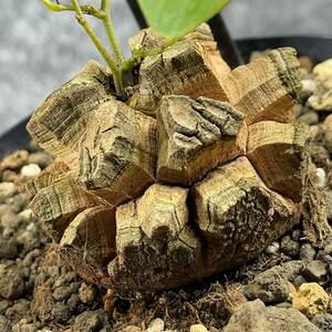 【鉢ごと発送】アフリカ型 亀甲竜 / Dioscorea elephantipes / 4号鉢 / 塊根・多肉植物【現品】 24-4-10-08