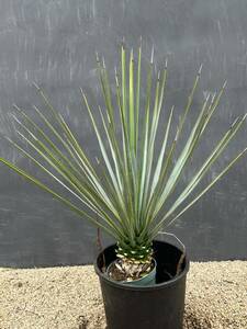 Yucca rigida ユッカ　リギダ　