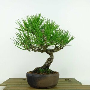 盆栽 松 黒松 樹高 約23cm くろまつ Pinus thunbergii クロマツ 八房 マツ科 常緑針葉樹 観賞用 現品