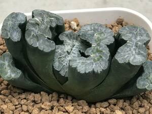 多肉植物 ハオルシア 玉扇 台湾実生① 