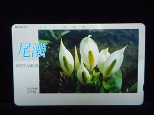 テレカ 50度 尾瀬 水芭蕉 花 未使用 T-2444