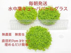 （水中葉）大量キューバパールグラス　直径7ｃｍ＊３セットおまけつき　無農薬・無害虫