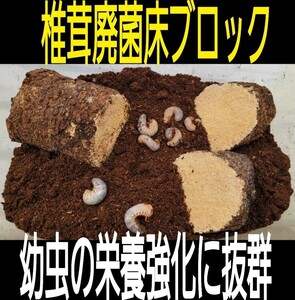 カブトムシ幼虫の栄養強化に抜群！椎茸菌床ブロック☆丸ごと発酵マットに埋め込むと幼虫が潜り込みモリモリ食べます！クヌギ100％原料使用