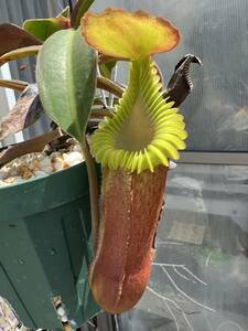 Nepenthes edwardsiana Tambuyukon (Yellow peristome Red pitcher) ネペンテス エドワードシアナ 食虫植物