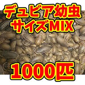 ◇自家繁殖デュビア 幼虫サイズMIX1000匹◇