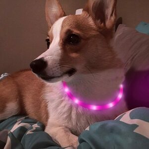 「b6l-a2」 犬用 光る首輪 充電式 散歩 犬 ライト LED アウトレット 小型犬 中型犬 大型犬 ピンク
