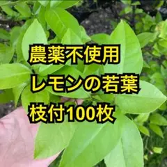 農薬不使用　レモンの若葉　枝付100枚