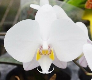 洋蘭原種 (779) 葉の綺麗な胡蝶蘭　Phal. philippinensis ファレノプシス フィリピネンシス