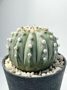 アストロフィツム 瑠璃兜 多陵 希少 13陵 Astrophytum asterias f.nudum 輸入株　レア　抜き苗は送料込 コレクション株 親木 珍品　実生