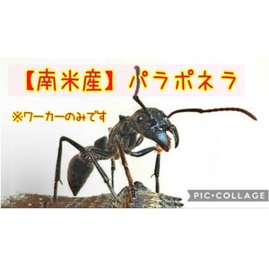 パラポネラ　ワーカー5匹【※女王蟻は居ません】⑥