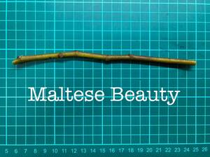 いちじく Maltese Beauty 挿し穂 1本（穂木・挿木）@1736