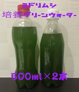 ミドリムシ 　ユーグレナ　クロレラ 　培養グリーンウォーター　 500ml　 2本セット 種水 メダカ 稚魚 エサ 育つ　