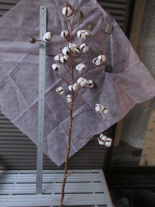綿の木 高さ110㎝ 12月収穫実生育成株 立派な樹姿美しい綿毛 一粒万倍の象徴として玄関飾り 今年栽培用タネ採取 実際綿紡げます