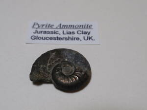 ミニアンモナイト化石　Pyrite Ammonite Jurassic Lias Clay 英国産　（7）
