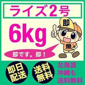 ライズ2号 6kg メダカ らんちゅう グッピー ベタの餌 北海道〜沖縄まで送料無料