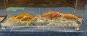 アルビノ金魚3匹(三つ尾×1、フナ尾×2)