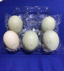 純白コールダック 食用卵 有精卵 【5個】