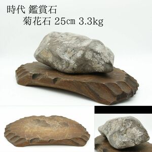 【LIG】時代 鑑賞石 菊花石 25㎝ 3.3kg 台座付き 盆景 コレクター収蔵品 [.R]24.4