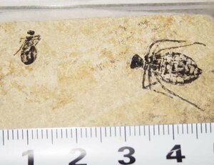 イタリアのトンボ幼虫（ヤゴ）化石/リベラ・ドリス