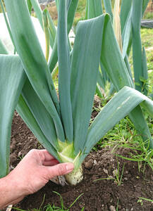 松本一本太ねぎ　50粒　種　種子　ネギ　　野菜　　家庭菜園