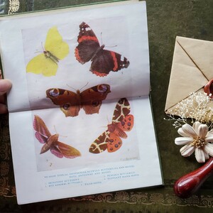 1934年　ヴィンテージ写真のある蝶のアンティーク図鑑♪