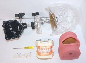 NISSIN ニッシン シンプルマネキン Ⅲ 歯科 歯科衛生士 技工 顎模型 スケーラー 模型 ペリオ マネキン 頬粘膜 歯槽骨 SRP 2