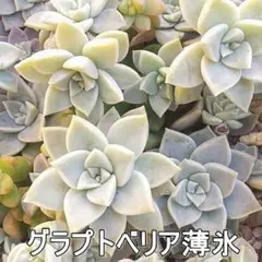 薄氷 姫朧月 １頭 グラプトベリア 多肉植物