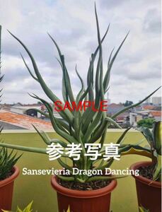 サンセベリア ダンシング ドラゴン Sansevieria Dancing Dragon (from Unyamanee Garden) レアな　サンセベリア　多肉植物 