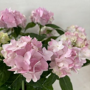 ●アジサイ●　てててまり　ピンク　あじさい　紫陽花　4号鉢　鉢植えアジサイ