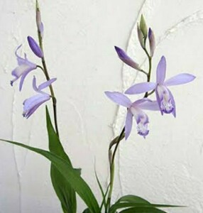 藤娘シラン　紫蘭　