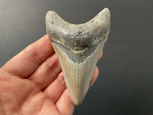 サメ 歯 化石 メガロドン [MG221] 鮫の歯 サメの歯 鮫 牙