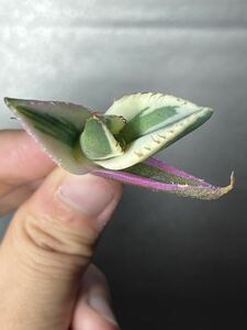 多肉植物　【特選】　アガベ　agave titanota チタノタ『スナグルトゥース』　10