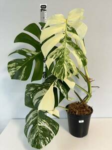 1 モンステラ ボルシギアナ アルボ ホワイトタイガー斑入り Monstera Borsigiana Albo Variegatedトップカット